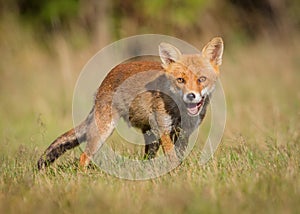 Wild Red fox