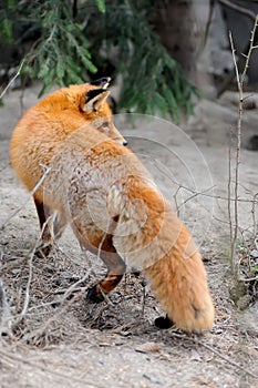 Wild red fox portrait