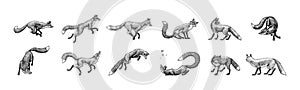 Wild red fox set. Forest ginger animal flying and jumping. Vector Engraved hand drawn Vintage sketch for label or poster