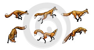 Wild red fox set. Forest ginger animal flying and jumping. Vector Engraved hand drawn Vintage sketch for label or poster