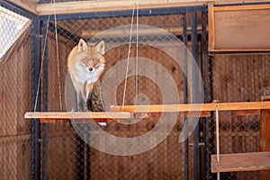 Wild red Fox sitting in a cage at the zoo.