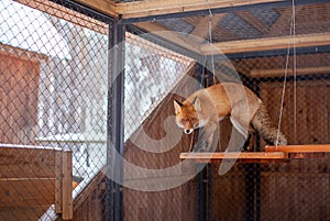 Wild red Fox sitting in a cage at the zoo