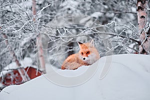 Wild red fox sitting in snow