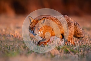 Wild red fox sneaking on meadow in autumn sunrise.