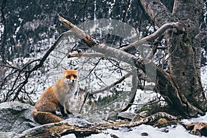 Divoká líška obyčajná stojaca na skale vo Vysokých Tatrách, Slovensko