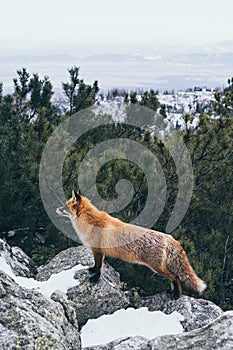 Wild red fox standing on the rock in High Tatra mountains, Slovakia