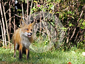 Wild red fox