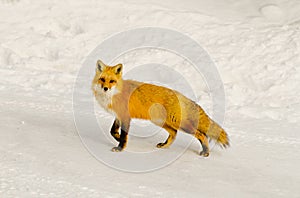 Wild Red Fox Vulpes vulpes with snow background