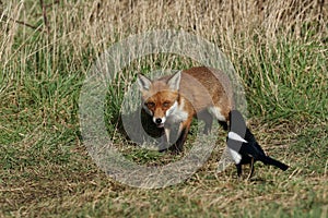 A wild Red Fox, Vulpes vulpes, hunting for food in a field being watched by a Magpie.