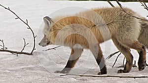 Wild red fox in winter walking through forest