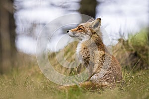 Wild red fox