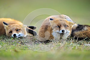 Wild red foxes vulpes vulpes playing