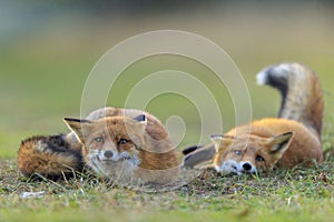 Wild red foxes vulpes vulpes playing