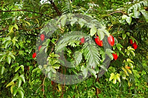 Wild red fruit from Jungle. Meghalaya