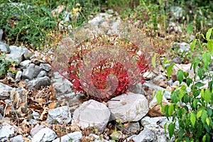 Wild red geranium