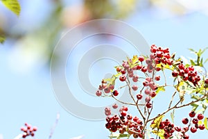 Wild red hawthorn fruit on blue background of blue sky in autumn