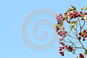 Wild red hawthorn fruit on blue background of blue skyin autumn