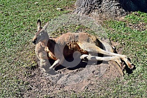 Wild red kangaroo resting on the grass in the park