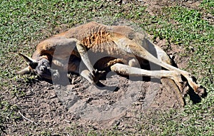 Wild red kangaroo sleeping on the grass in the park