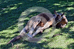 Wild red kangaroo sleeping on the grass in the park