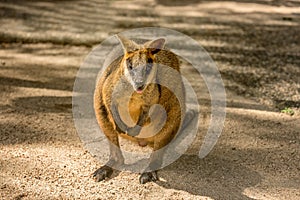 Wild red Kangaroo in the Zoo in Queensland, Australia