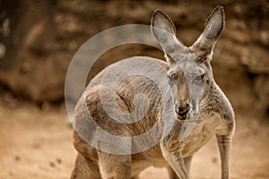 Wild red Kangaroo in the Zoo in Queensland, Australia