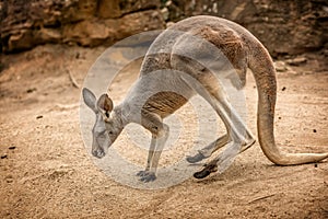 Wild red Kangaroo in the Zoo in Queensland, Australia