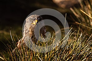 Wild Red Kite perched on the ground