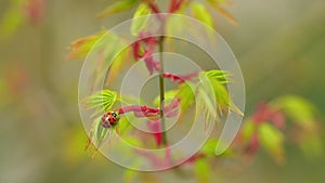 Wild Red Ladybug On Green Leaves Of Japanese Maple Trees That Are Blooming At The Beginning Of Spring. Close up.