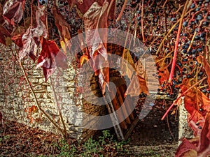 Wild red leaves and branches covering the entire surface of an old stone architecture.