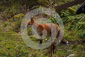 Divoká červená liška chůze na turistické cestě v lese ve Vysokých Tatrách, Slovensko