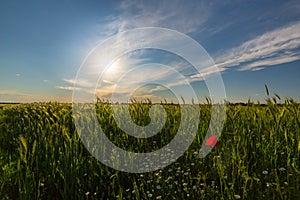 Wild red lonely poppy flower in field of barley in summer