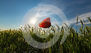 Wild red lonely poppy flower in field of barley in summer