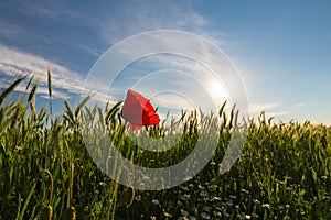 Wild red lonely poppy flower in field of barley in summer