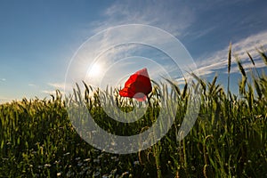 Wild red lonely poppy flower in field of barley in summer