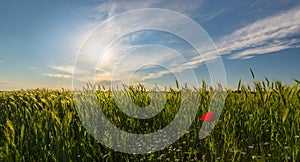 Wild red lonely poppy flower in field of barley in summer