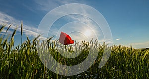 Wild red lonely poppy flower in field of barley in summer