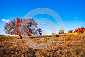 Wild red maple trees in Inner Mongolia Steppe