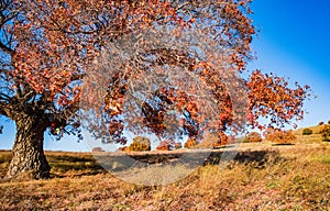 Wild red maple trees in Inner Mongolia Steppe