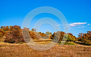 Wild red maple trees in Inner Mongolia Steppe