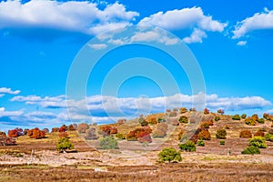 Wild red maple trees in Inner Mongolia Steppe