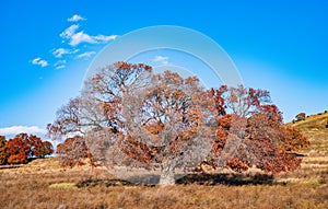 Wild red maple trees in Inner Mongolia Steppe