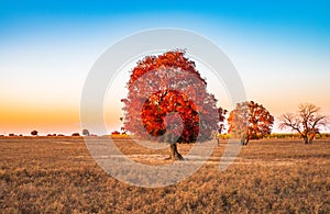 Wild red maple trees in sunset glow