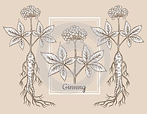 Wild red panax ginseng root stem with berries. Chinese medical plant botanical sketch. Vintage engraving. Herbal medicine. Vector