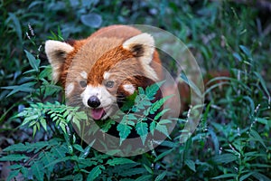 Wild Red Panda in China