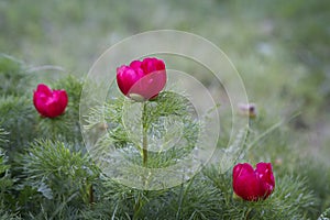 Wild red peonies bloom in the mountains. Paeonia tenuifolia