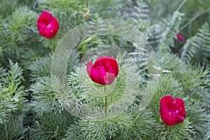 Wild red peonies bloom in the mountains. Paeonia tenuifolia