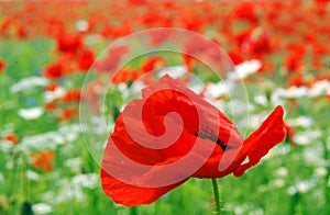 Wild red poppies