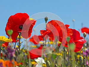 Wild Red Poppies against a blue sky