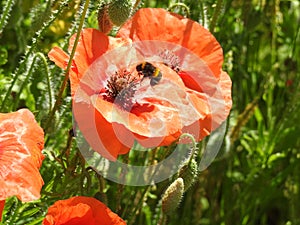 Wild red poppies with a bee